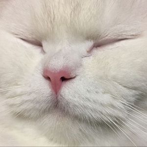 Meet your Posher, Holly